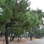 神戸市須磨区の木「松」